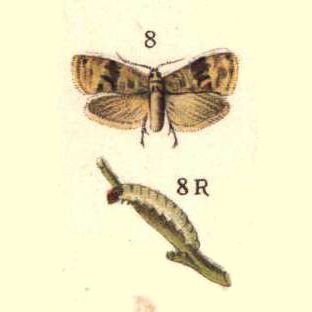 cochylis.jpg cochylis.jpg